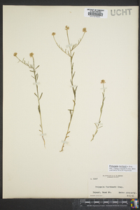 Polygala curtissii image