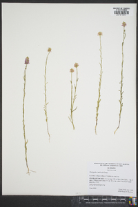 Polygala curtissii image