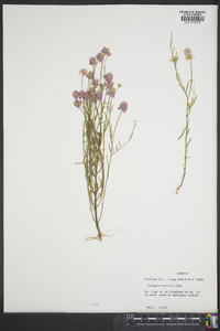 Polygala curtissii image