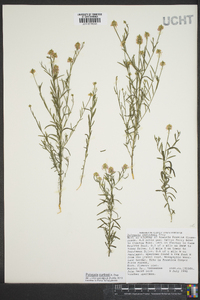 Polygala curtissii image