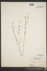 Polygala curtissii image