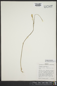 Polygala incarnata image