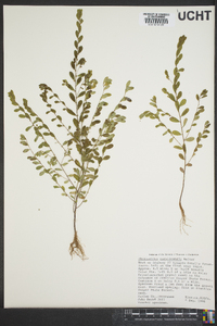 Phyllanthus caroliniensis image