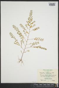 Phyllanthus caroliniensis image