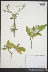 Croton alabamensis image