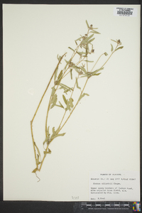Croton elliottii image