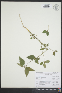 Mercurialis annua image