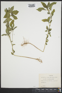 Acalypha ostryifolia image