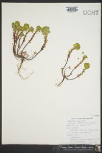 Euphorbia helioscopia image