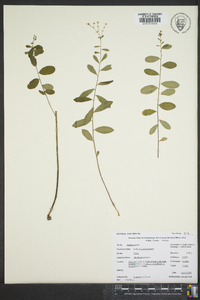 Euphorbia pubentissima image