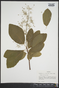 Cotinus obovatus image