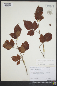 Toxicodendron pubescens image