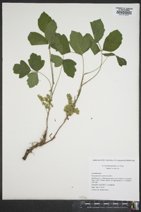 Toxicodendron pubescens image