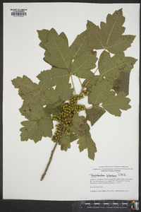 Toxicodendron pubescens image