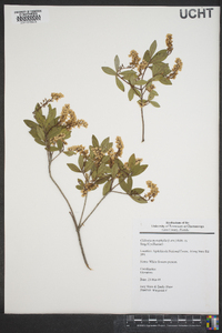 Cliftonia monophylla image