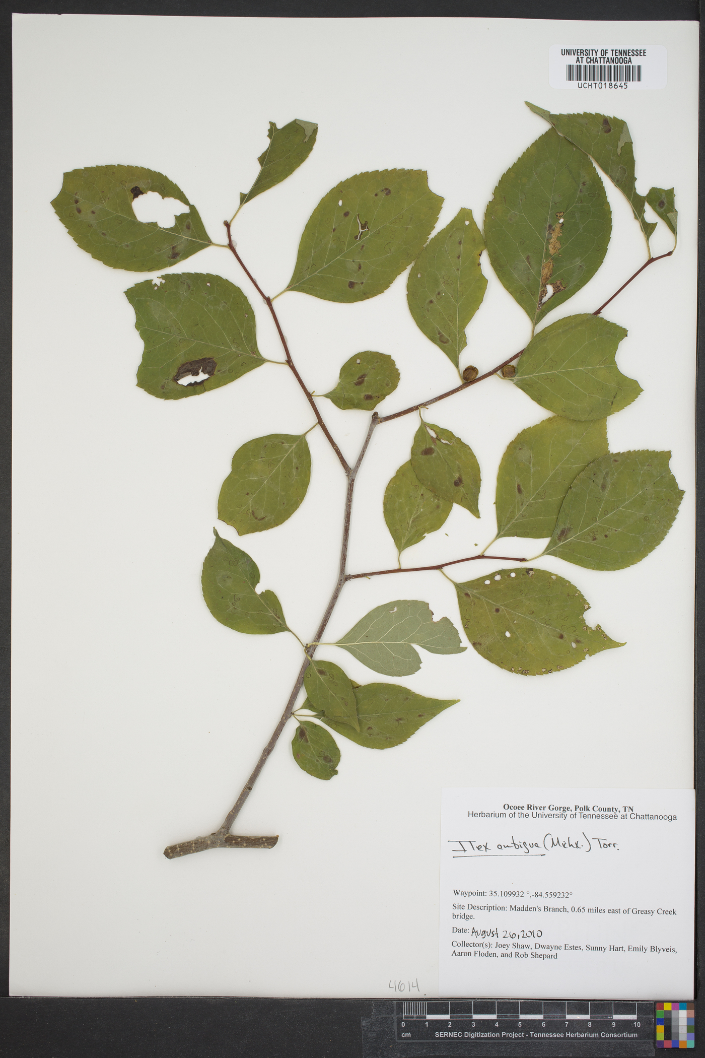 Ilex ambigua image