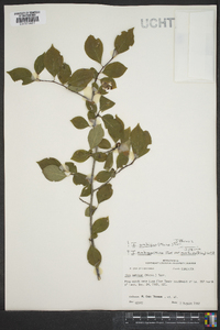 Ilex ambigua image