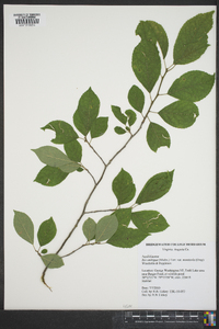 Ilex ambigua image