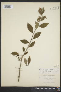 Ilex longipes image