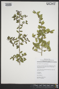 Ilex vomitoria image