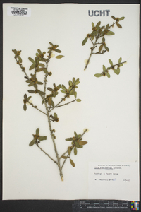 Ilex vomitoria image