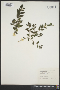 Ilex vomitoria image