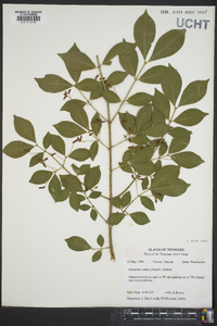 Euonymus alatus image