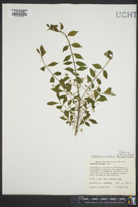 Euonymus alatus image