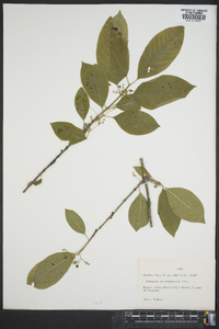 Euonymus atropurpureus image