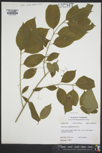 Euonymus atropurpureus image