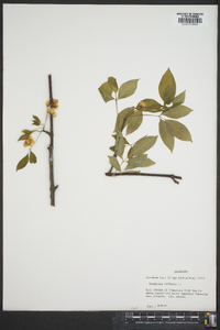 Staphylea trifolia image