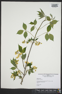 Staphylea trifolia image