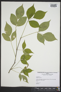 Staphylea trifolia image