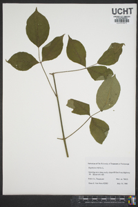 Staphylea trifolia image