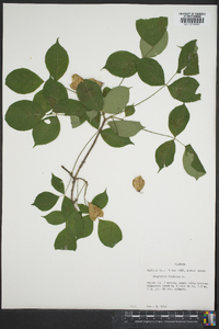 Staphylea trifolia image