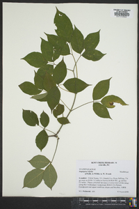 Staphylea trifolia image