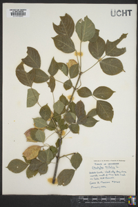 Staphylea trifolia image