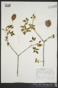 Staphylea trifolia image