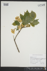 Staphylea trifolia image