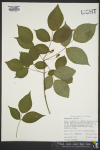 Staphylea trifolia image