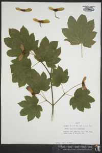 Acer circinatum image