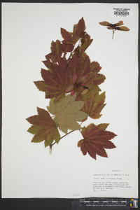 Acer circinatum image