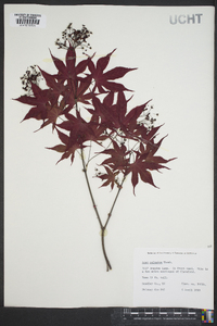 Acer palmatum image