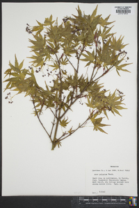 Acer palmatum image