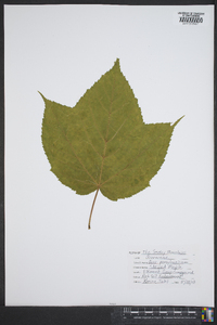 Acer pennsylvanicum image