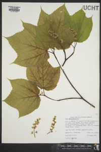 Acer pennsylvanicum image