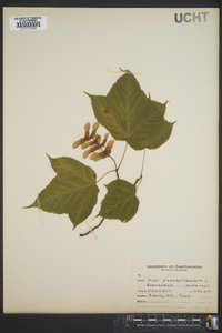 Acer pennsylvanicum image