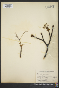 Acer platanoides image