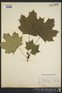 Acer platanoides image