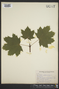 Acer platanoides image